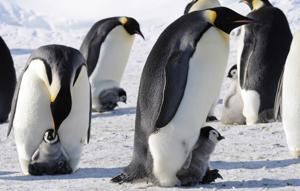 Императорские пингвины с детенышами