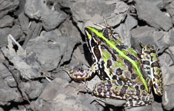 Лягушка на серых камнях