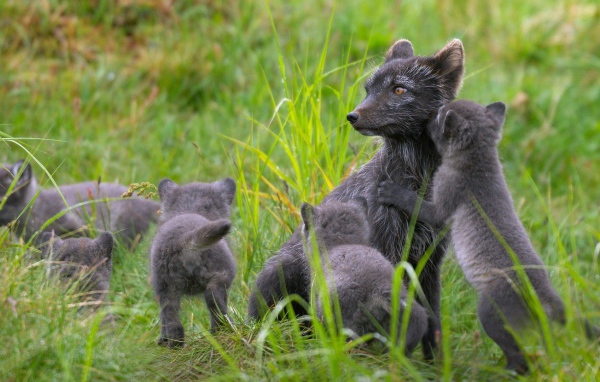 Забавные зверьки играют в траве