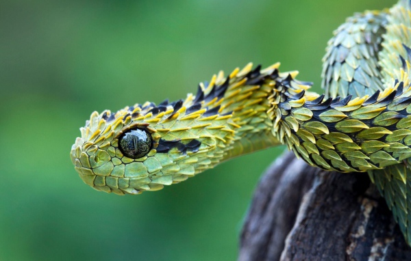 Зеленая гадюка с чешуйками