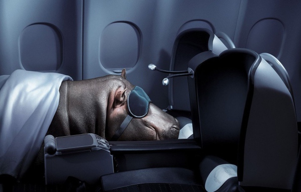 Бегемот спит в самолете