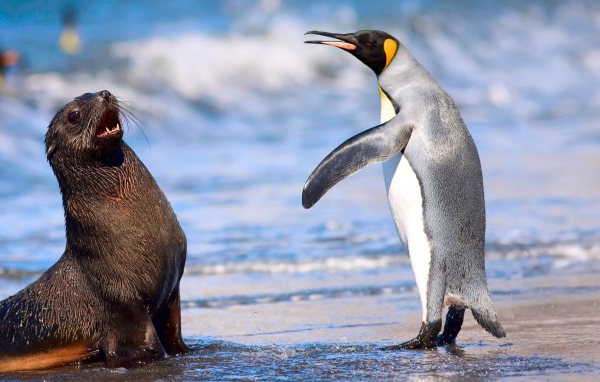 Кергеленский морской котик и королевский пингвин