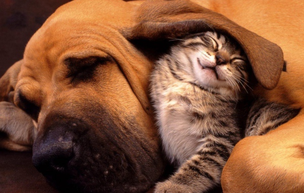 Котенок под ухом собаки