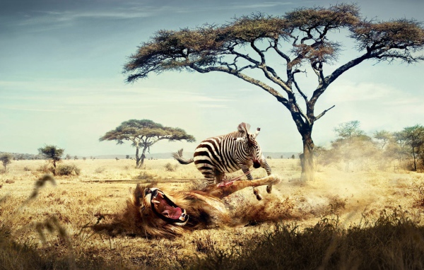 Лев и зебра в Африке