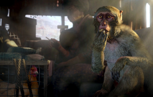 Обезьяна и курица в грузовике