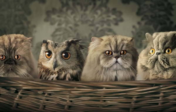 Сова среди котов