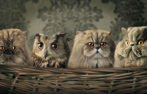 Сова спряталась среди котов в корзине