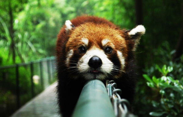 Красная панда на заборе