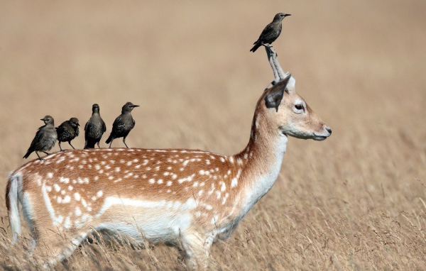 Грачи сидят на олене