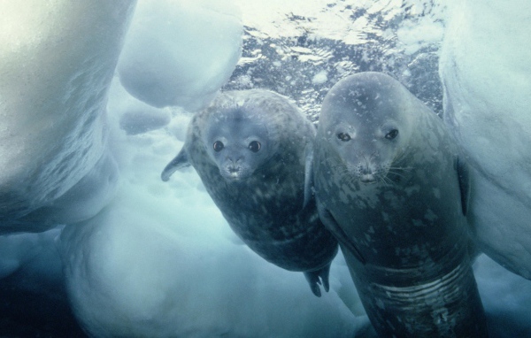 Морские котики нырнули в прорубь