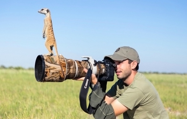 Беззастенчивый сурикат