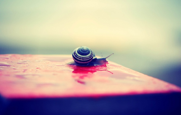 Улитка на мокрой розовой поверхности