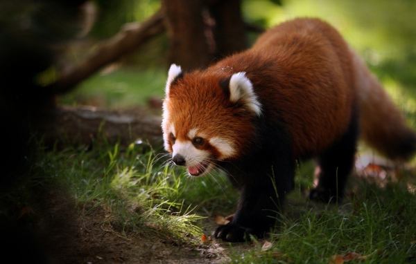Красная панда идет по траве в лесу