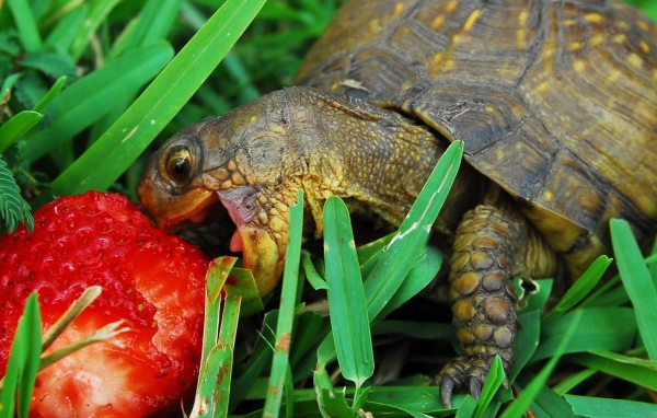 Черепаха ест клубнику
