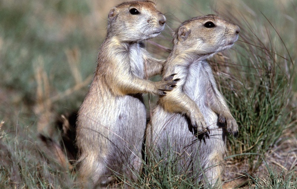 Два сурка в поле