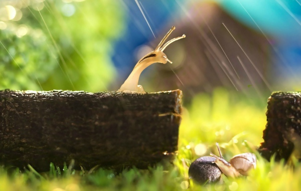 Две улитки попали под дождь