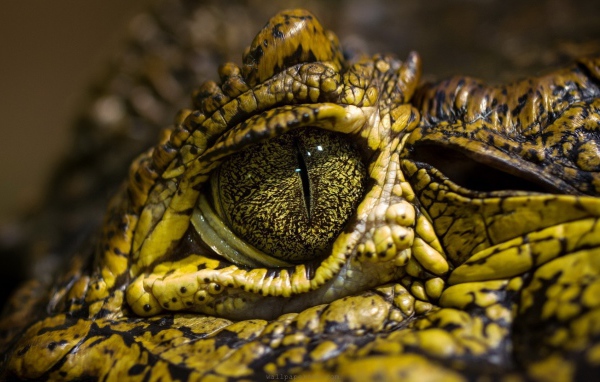 Зелено желтый крокодил