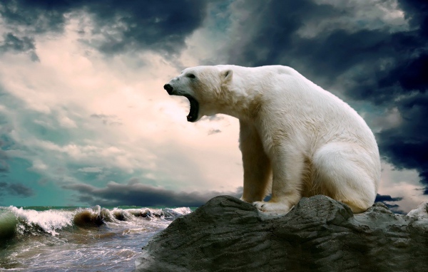 Полярный медведь сидит на камне и смотрит на море