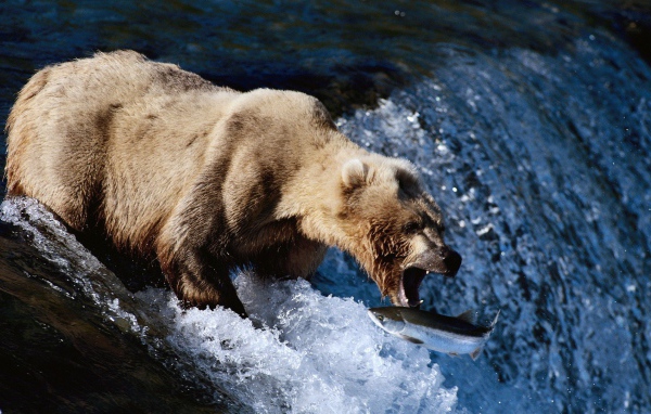 Медведь поймал пастью рыбу