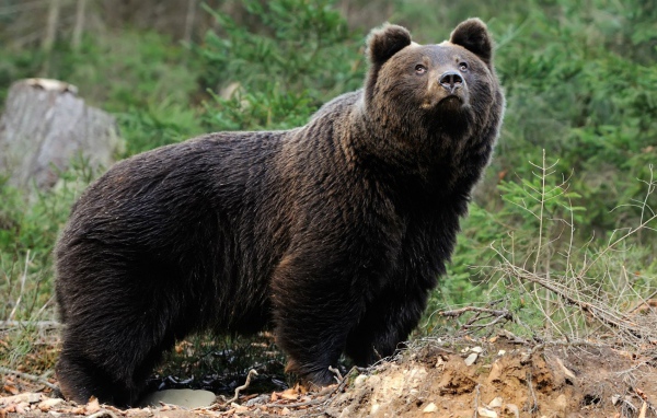 Медведь смотрит вверх