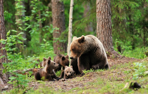 Медведица со своими медвежатами