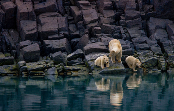 Семья белых медведей
