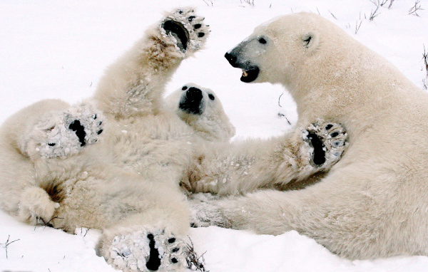 Белый медвежонок играет с мамой