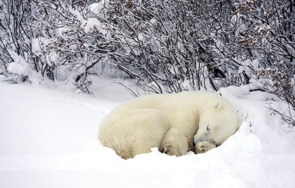 Белый медведь спит в снегу