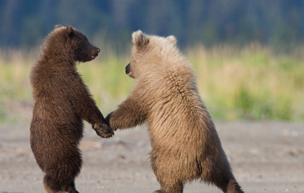 Медвежата держатся за лапы
