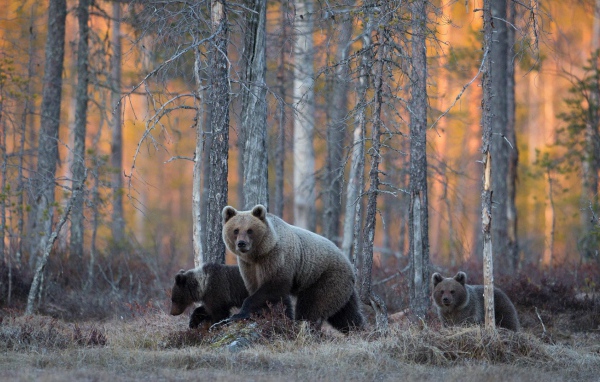 Семья медведей гуляет в лесу