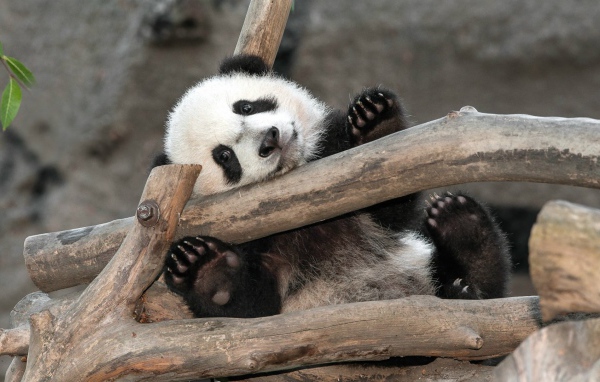 Малыш Панда в зоопарке