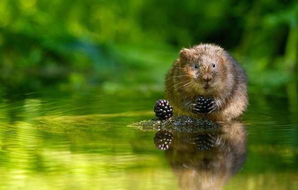 Животное водяная полёвка