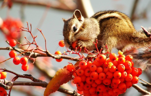 Бурундук кушает рябину