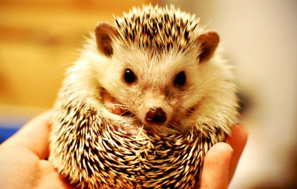 Милый ёжик в руке