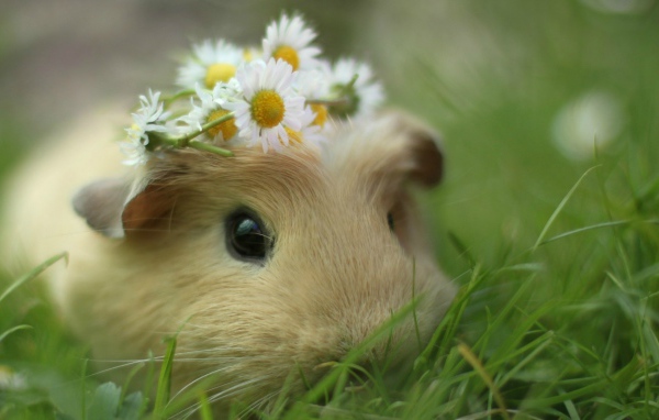 Морская свинка в траве