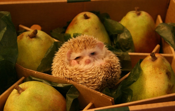 Ёж среди груш