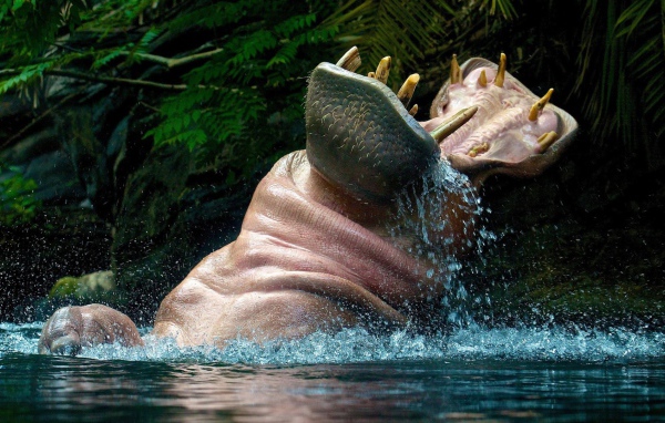Бегемот играет в воде