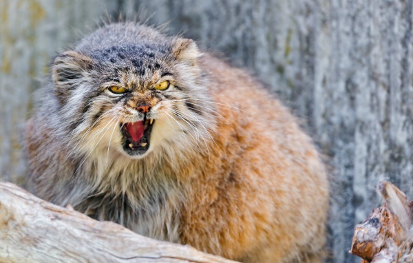 Манул в ярости