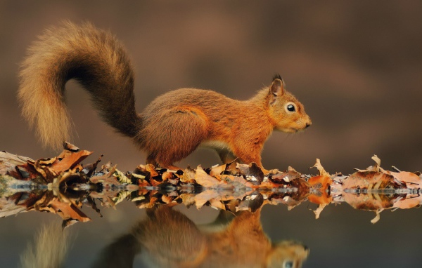 Red squirrel on a pond