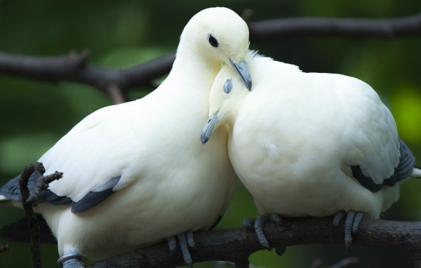 Пара милых белых голубей