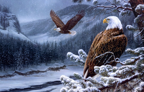 Белоголовые орланы в горах