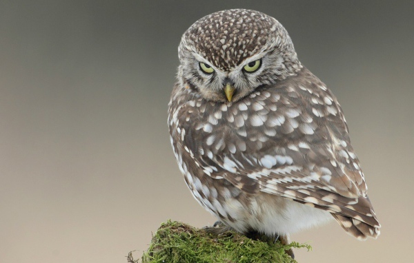 Красивая и серьёзная сова