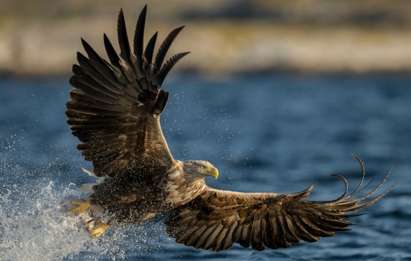 Птица Орлан-белохвост