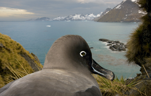 Птица в гнезде 2