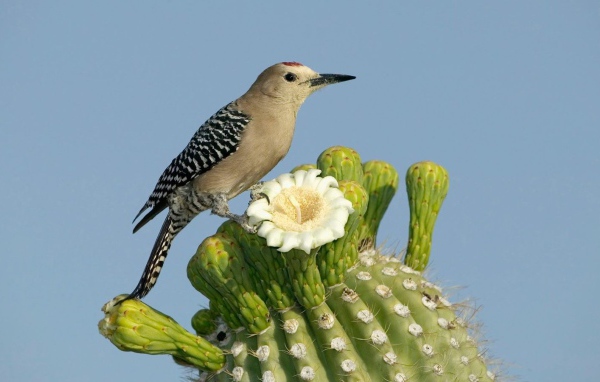 Птица на цветущем кактусе
