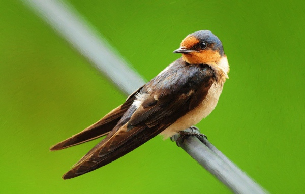 Птица на зеленом фоне