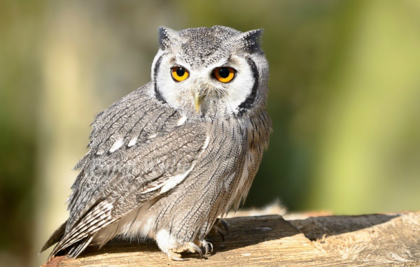 Птица белолицая сова