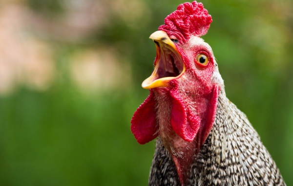 Курица с открытым клювом