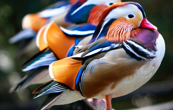 Разноцветные утки на ветке