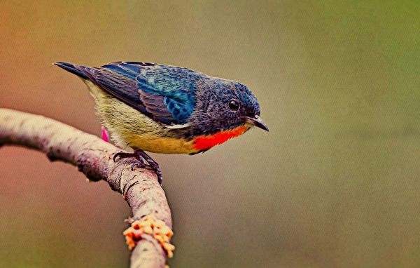 Красочная птичка на ветке